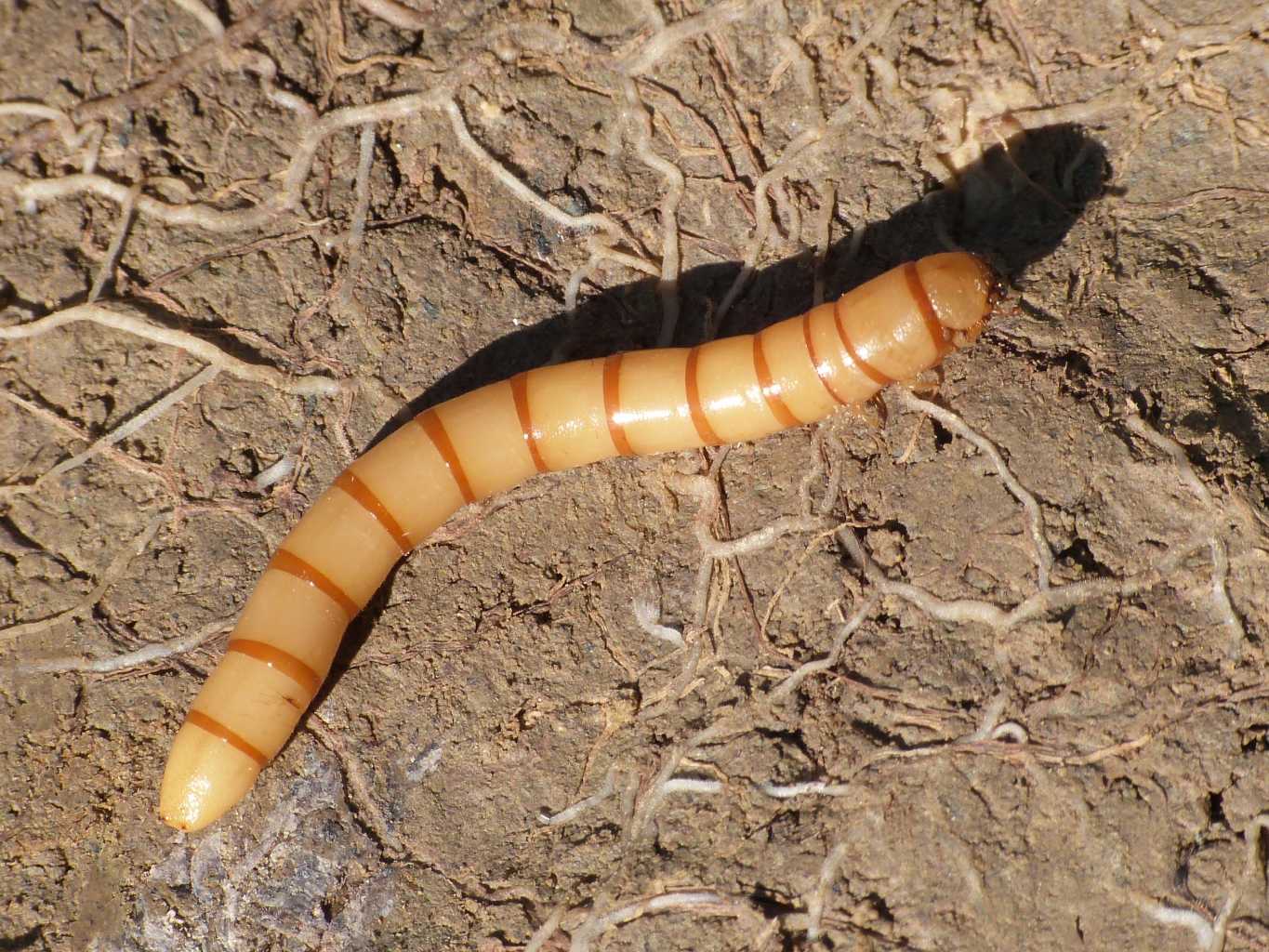 Larva di tenebrionidae